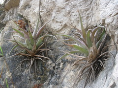 Tillandsia capitata