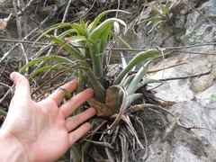 Tillandsia capitata