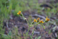 Arnica nevadensis