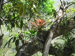Tillandsia capitata