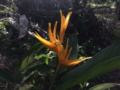 Heliconia psittacorum × spathocircinata