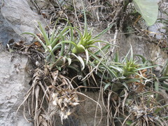 Tillandsia capitata