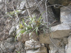 Tillandsia capitata