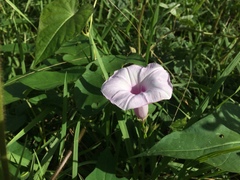 Ipomoea tiliacea