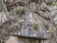 Tillandsia capitata