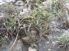 Tillandsia capitata