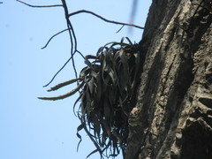 Tillandsia chiapensis