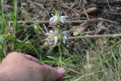 Monarda citriodora