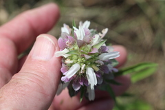 Monarda citriodora