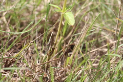 Monarda citriodora