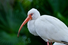 Eudocimus albus