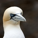 Gannets - Photo (c) Keith Marshall, some rights reserved (CC BY-NC-SA)