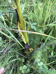 Dactylorhiza incarnata