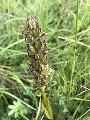 Dactylorhiza incarnata