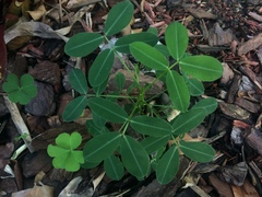 Arachis repens