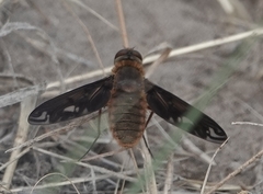 Poecilanthrax alcyon