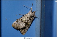 Syngrapha viridisigma