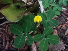 Arachis repens