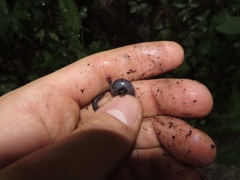 Plethodon shenandoah