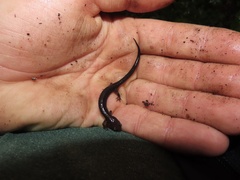 Plethodon shenandoah