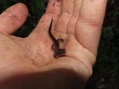Plethodon shenandoah