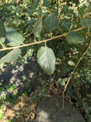 Quercus suber