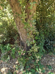 Quercus suber
