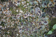 Solorina crocea