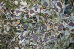 Solorina crocea