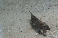 Umbrina canariensis