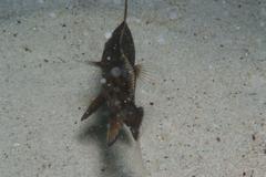Umbrina canariensis