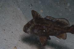 Umbrina canariensis