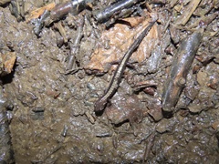 Plethodon shenandoah
