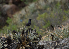 Oreopsar bolivianus