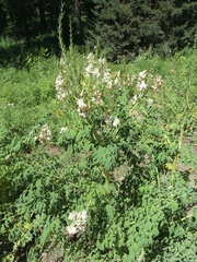 Corydalis caseana