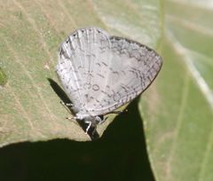 Spalgis lemolea lemolea