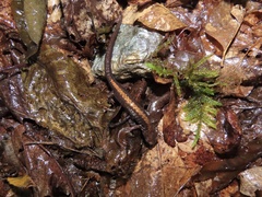 Plethodon shenandoah