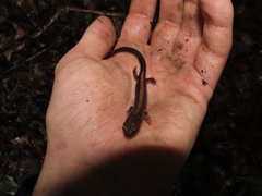Plethodon shenandoah