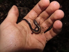 Plethodon shenandoah