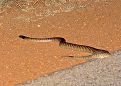 Aspidites melanocephalus