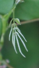 Wisteria floribunda