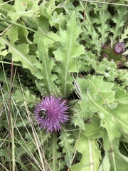 Bombus sichelii