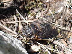 Okanagana occidentalis