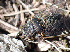 Okanagana occidentalis