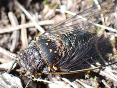 Okanagana occidentalis