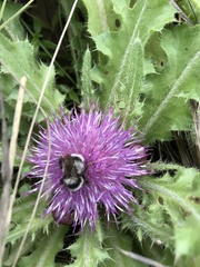 Bombus sichelii