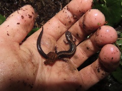 Plethodon shenandoah