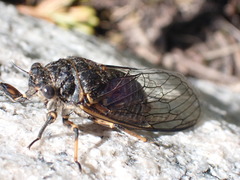 Okanagana occidentalis