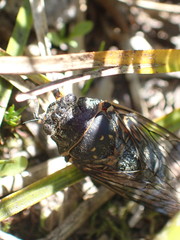 Okanagana occidentalis