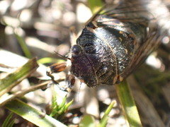 Okanagana occidentalis